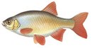 Рублевка - иконка «рыбалка» в Знаменске